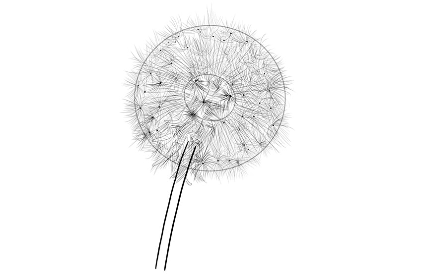 how to draw a dandelion puff