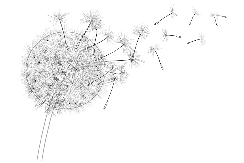 how to draw a dandelion puff