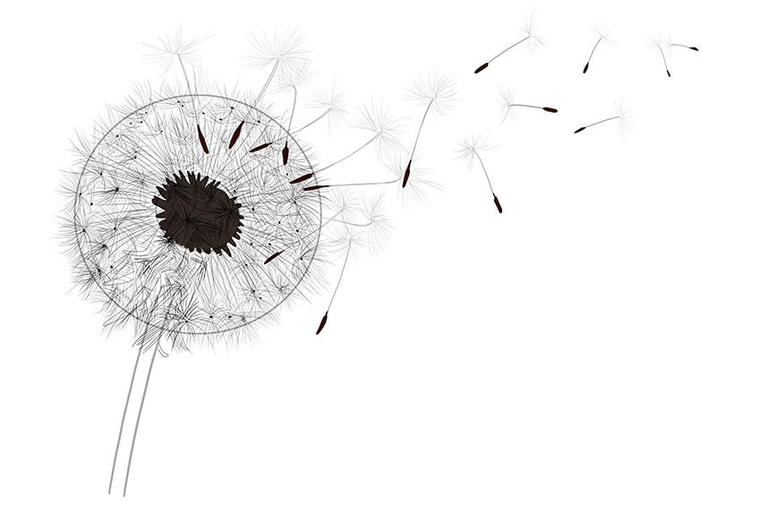 dandelion drawing 08