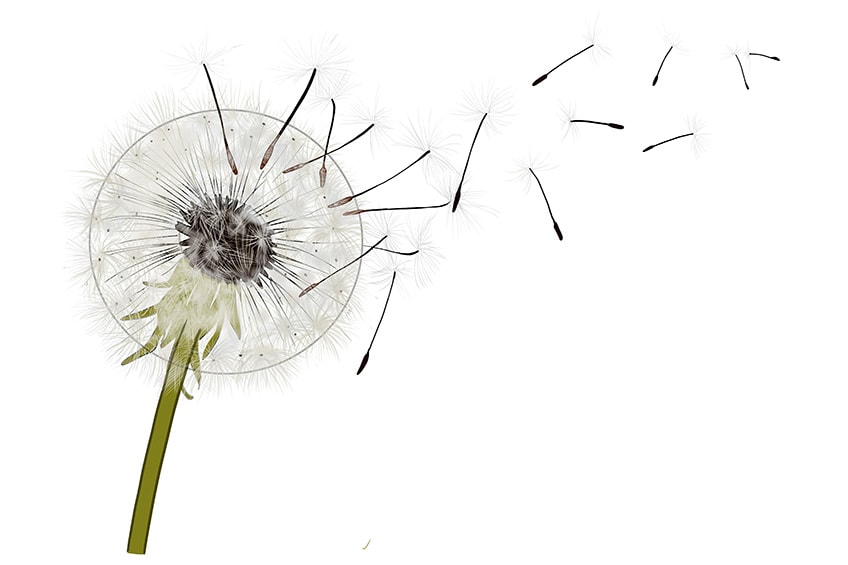 How to Draw a Dandelion & Create a Dandelion Painting - Arty