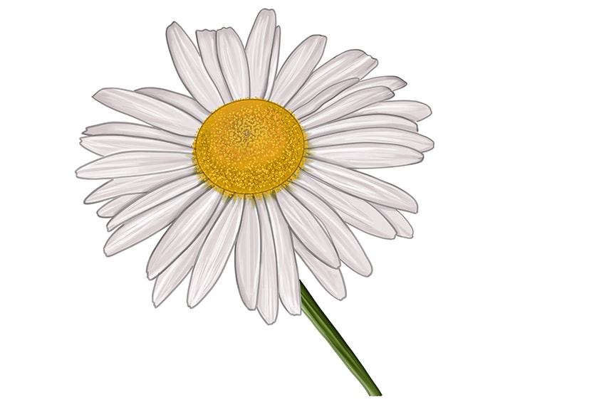 easy daisy drawing