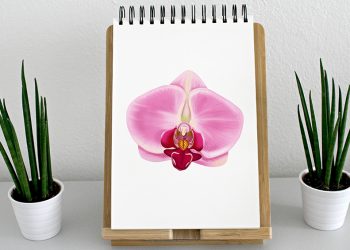 how to draw an orchid