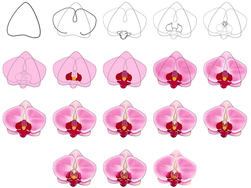 how to draw an orchid step by step