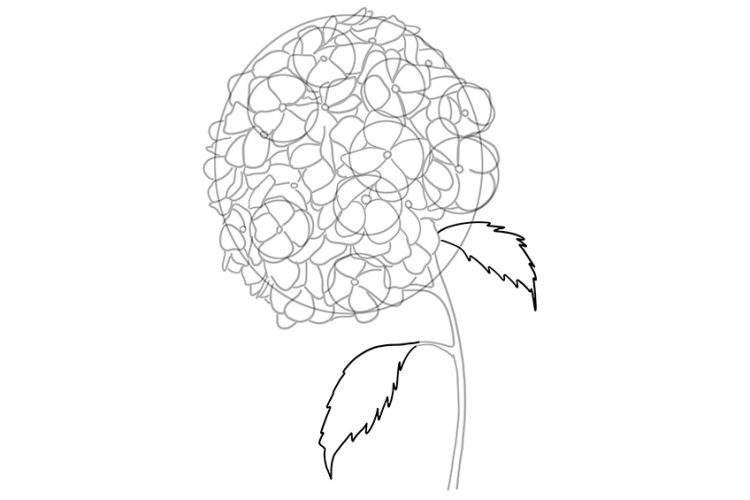 How To Draw A Hydrangea A Realistic Hydrangea Drawing Tutorial Hydrangea Drawing 06 750x500