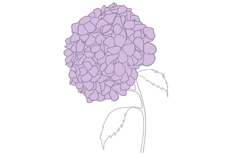 How To Draw A Hydrangea A Realistic Hydrangea Drawing Tutorial Hydrangea Drawing 07 750x500