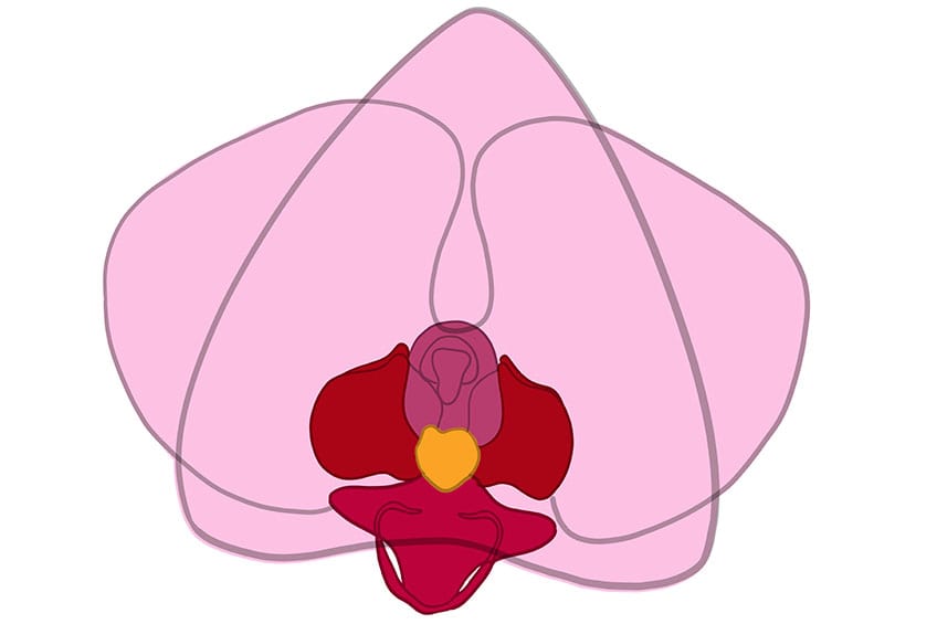 orchid drawing 08