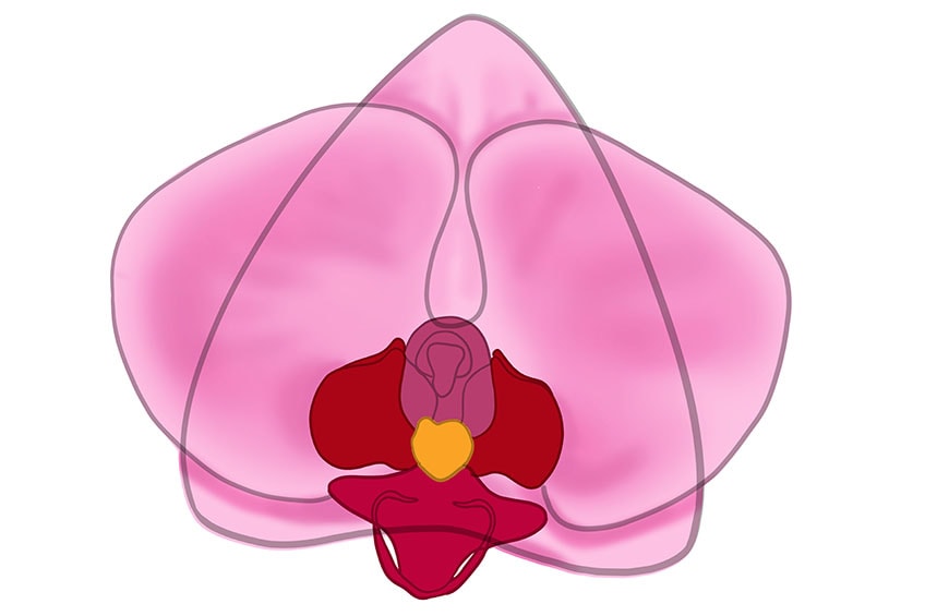 orchid drawing 09