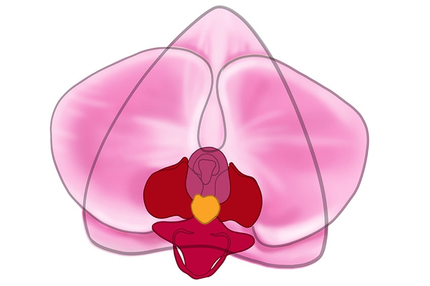 orchid drawing 10