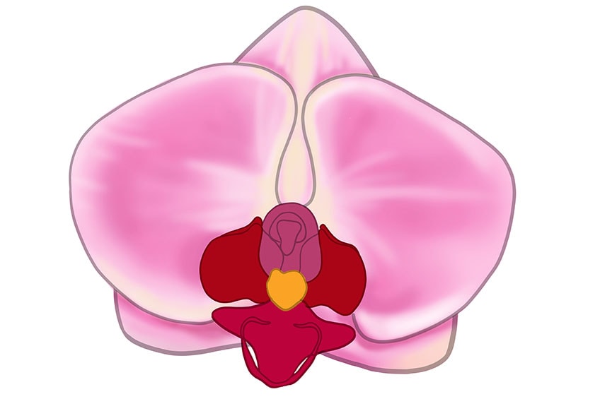 orchid drawing 11