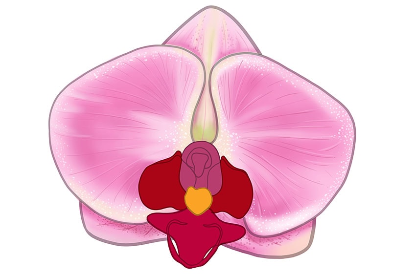 orchid drawing 12