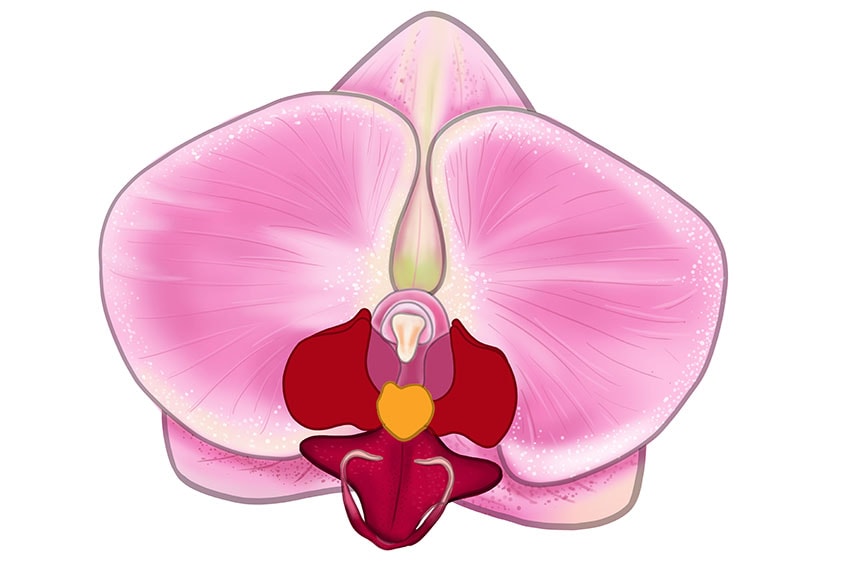 orchid drawing 14