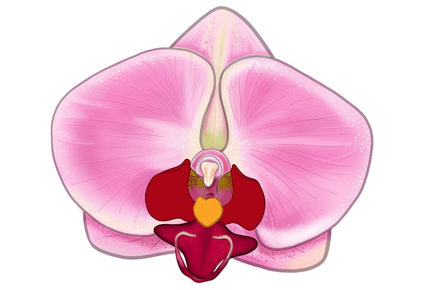 orchid drawing 15