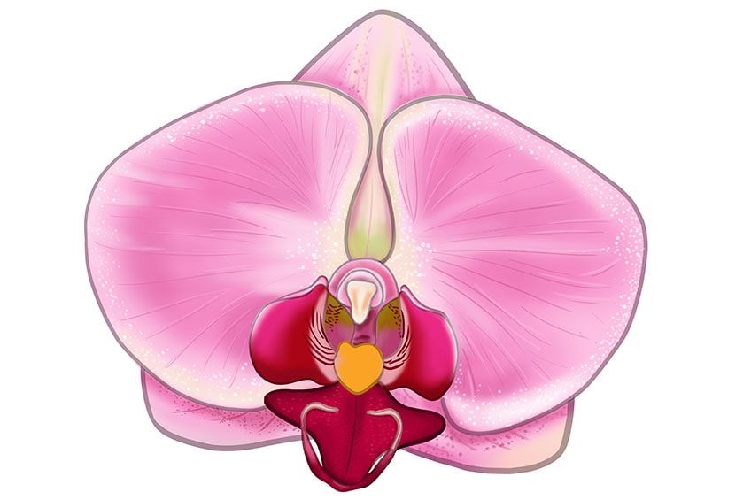 Exotic tropical cattleya orchid flower plant Vector Image