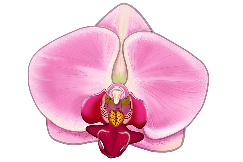 orchid flower drawing