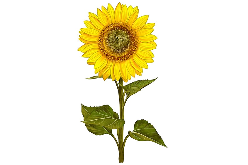 Hand Holding Color Pencil Drawing Sunflower Outline Vector Stock  Illustration - Download Image Now - iStock