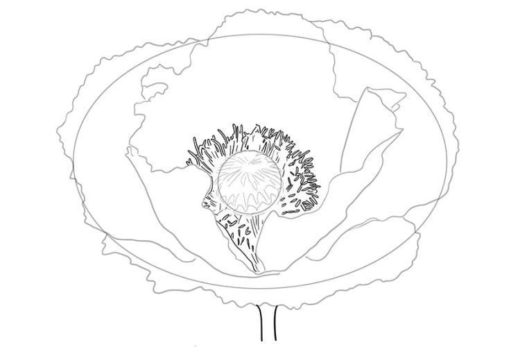 How to Draw a Poppy Flower A StepbyStep Tutorial