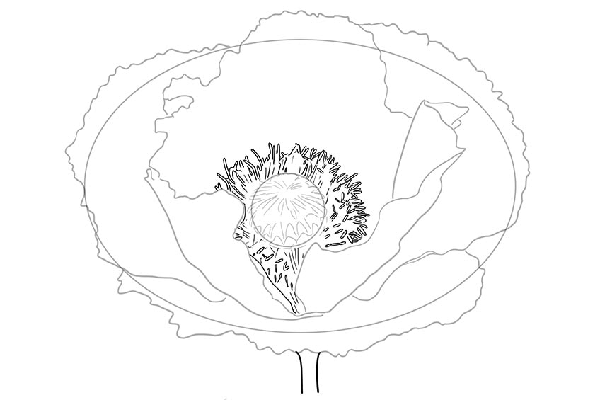 poppy flower drawing 05