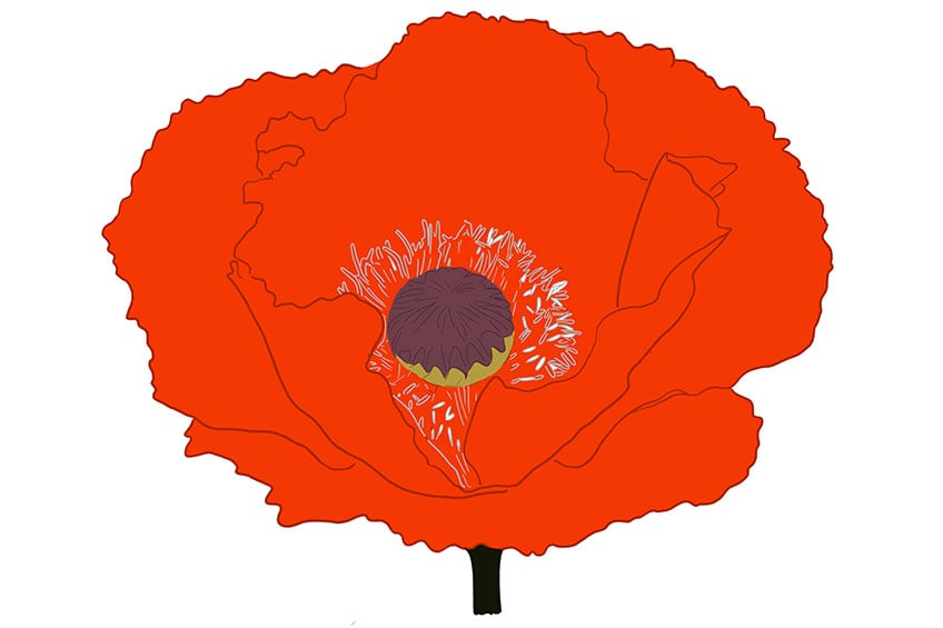 how to draw a poppy flower step by step