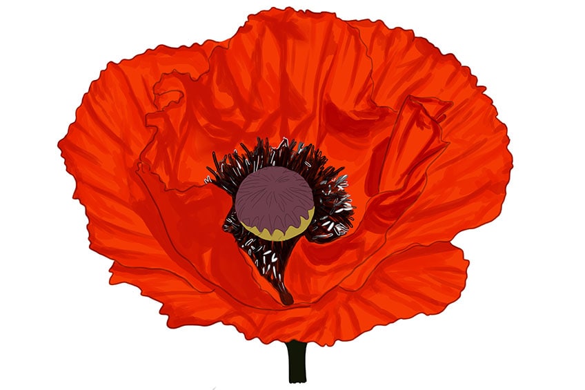 poppy flower drawing 11