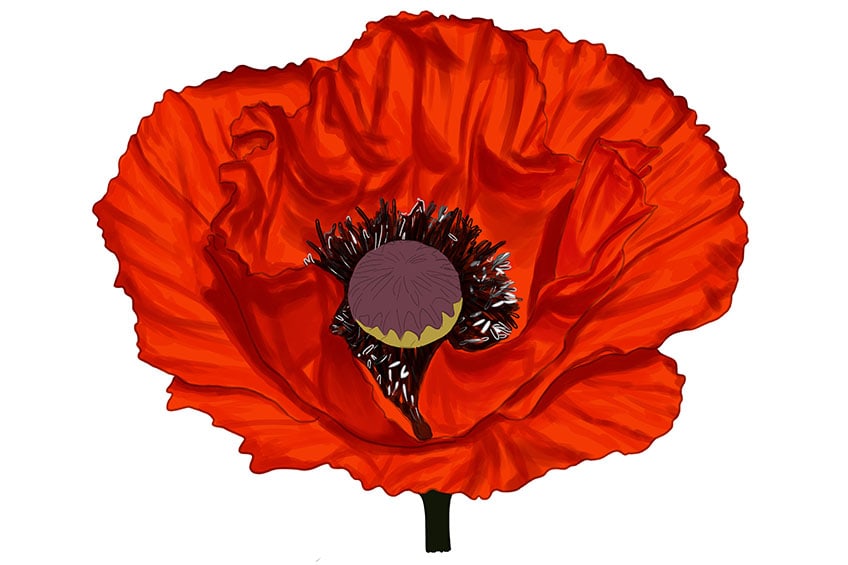 poppy flower drawing 12