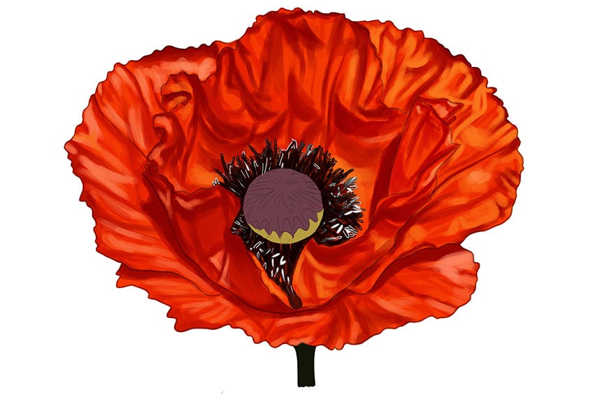 poppy flower drawing 13