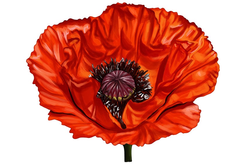 poppy flower drawing