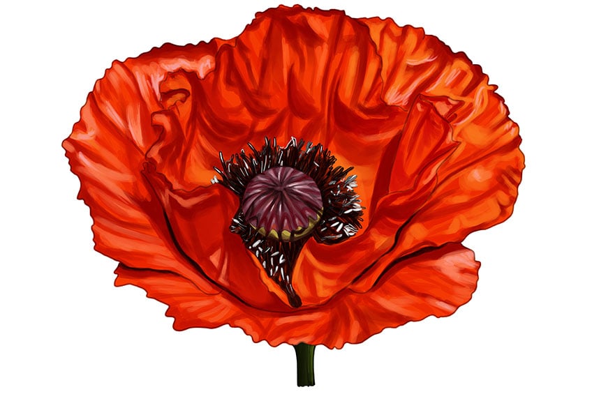 poppy illustration