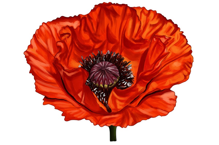 How to Draw a Poppy Flower - A Step-by-Step Tutorial