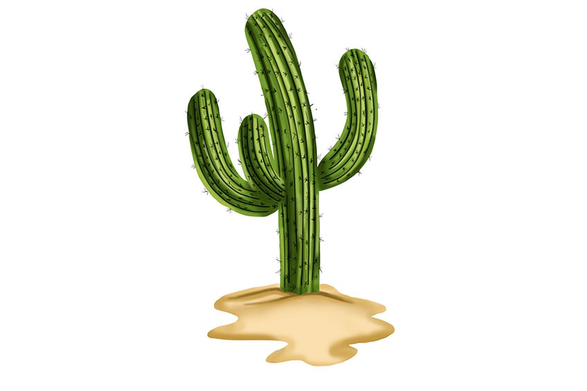 realistic cactus