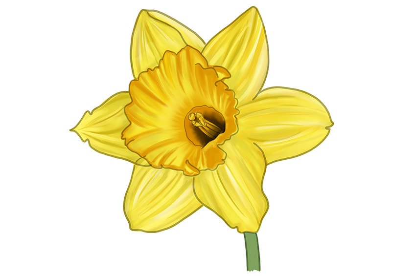 realistic daffodil drawing