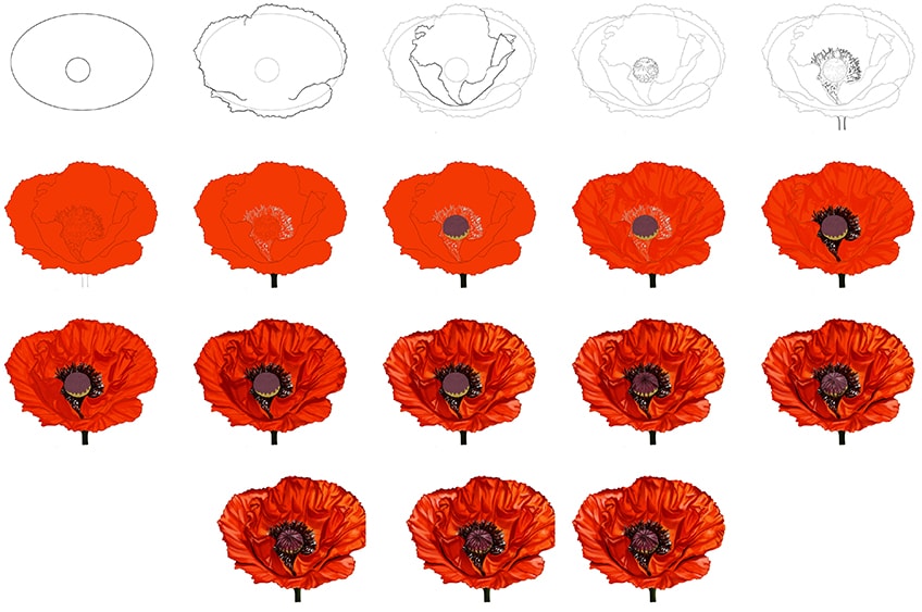 realistic poppy flower drawing