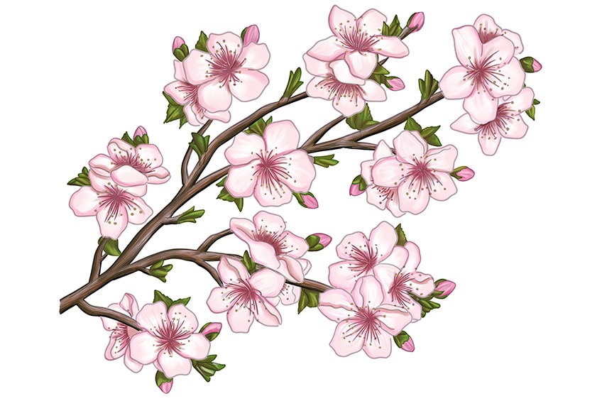 sakura flower drawing