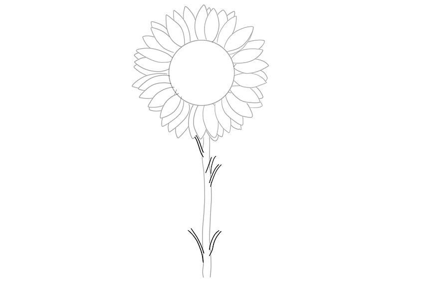 sunflowers drawing 04