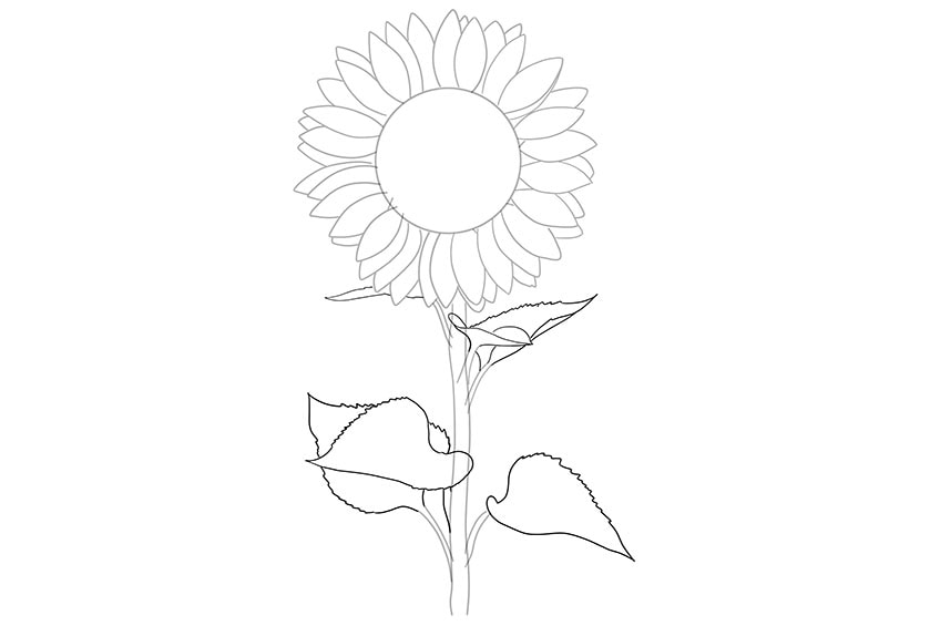 sunflowers drawing 05