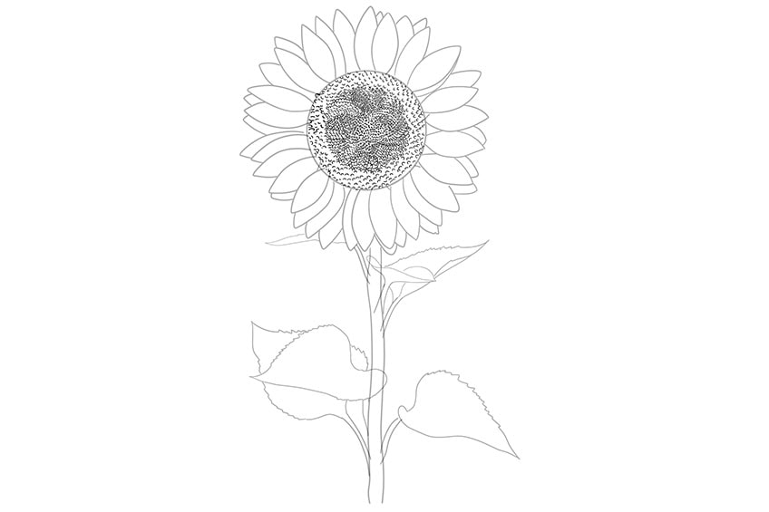 sunflowers drawing 06