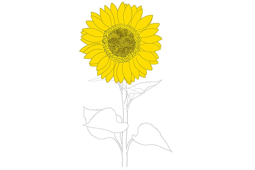 sunflowers drawing 07