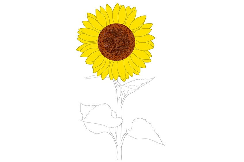 sunflowers drawing 08