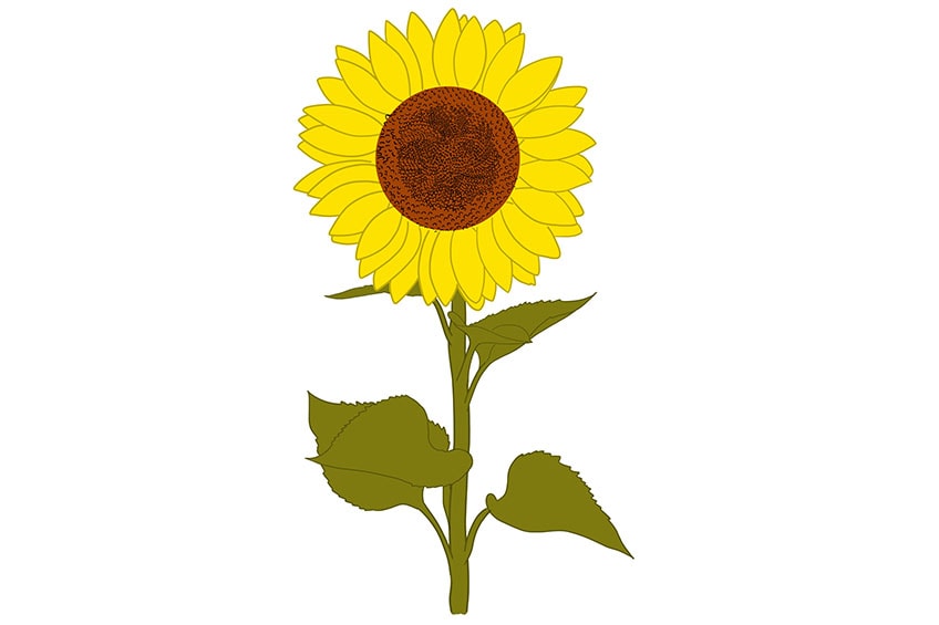 Hand drawn Sunflower plant with flower and leaves. Realistic freehand  drawing with pen and ink. Isolated on a white background. Floral design  element. Vintage style. Stock Vector | Adobe Stock