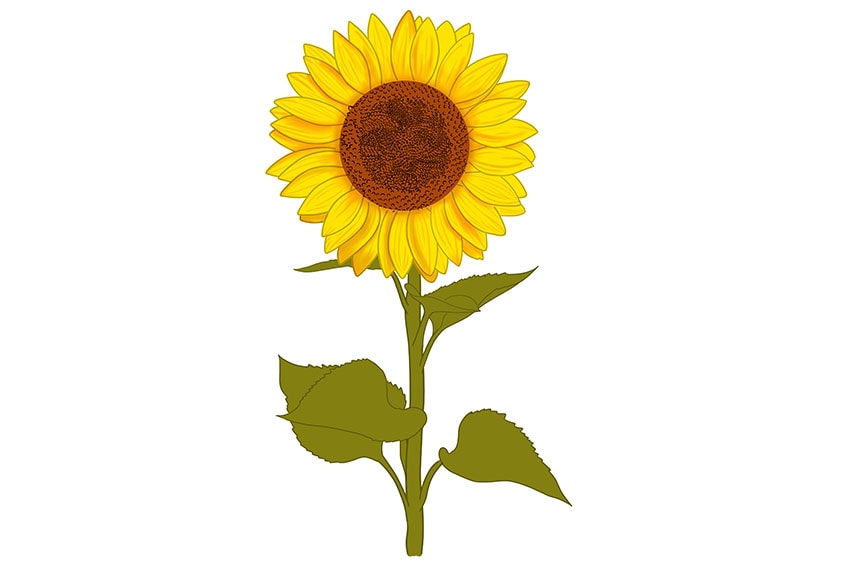 sunflowers drawing 10
