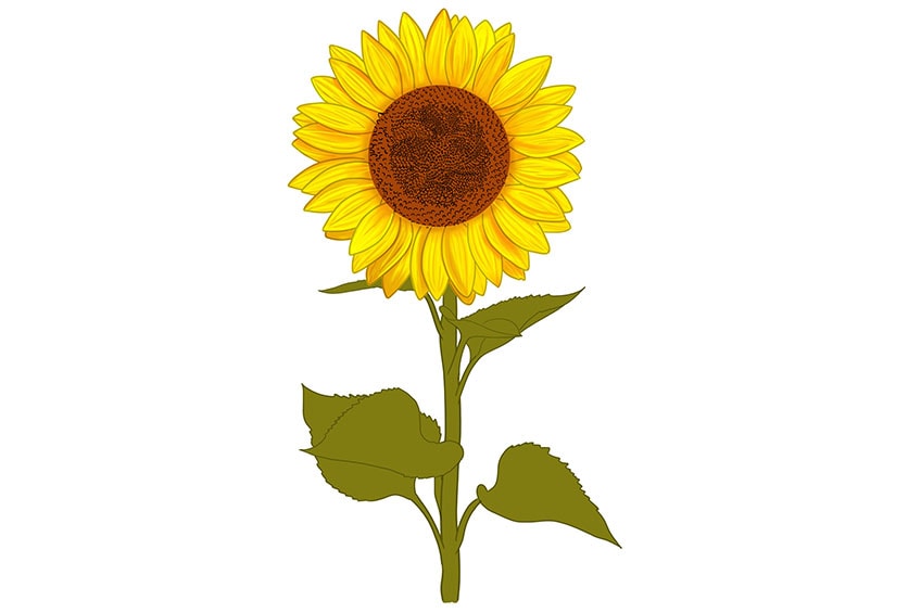 sunflowers drawing 12