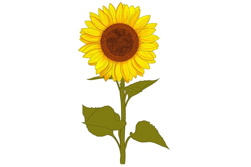 Easy How to Draw a Sunflower Tutorial , Sunflower Coloring Page