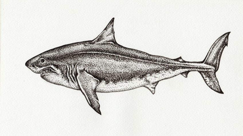 Shark Drawing