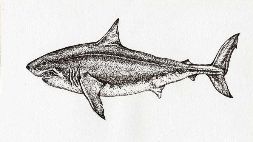 Copper Shark Pencil Drawing - How to Sketch Copper Shark using Pencils :  DrawingTutorials101.com