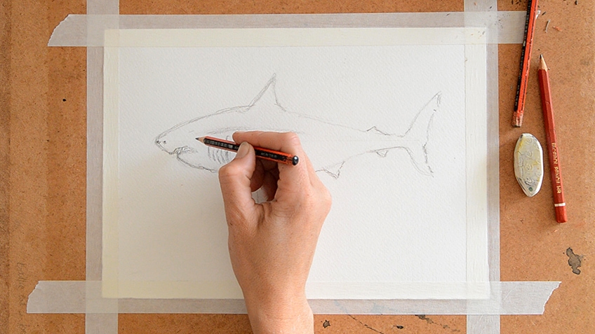 Shark Sketch Step 4