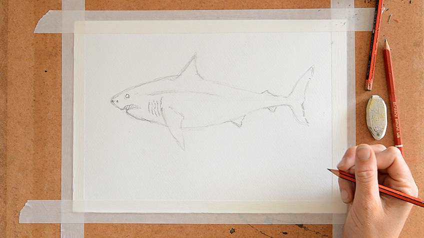 Shark Sketch Step 5.1