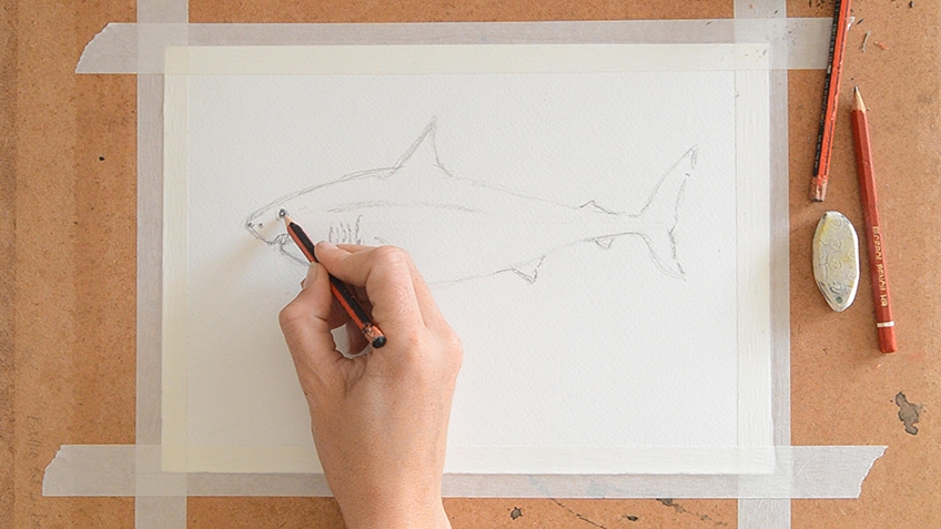 Shark Sketch Step 5.2