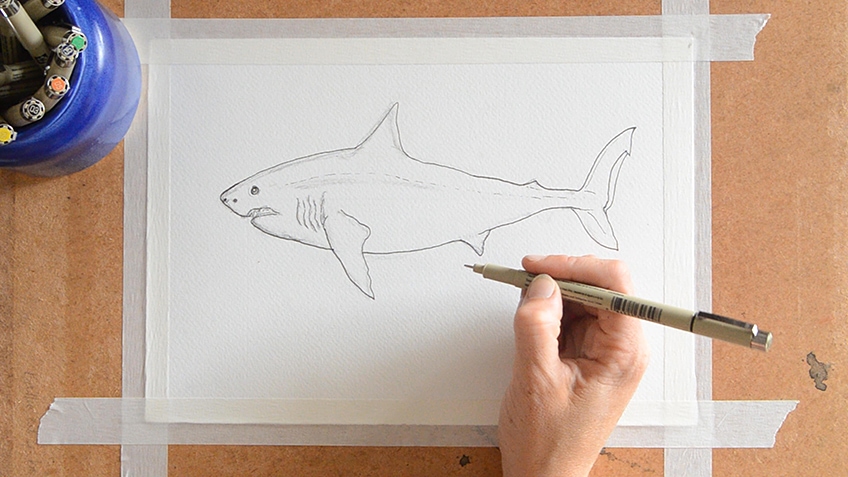 shark drawing in pencil easy