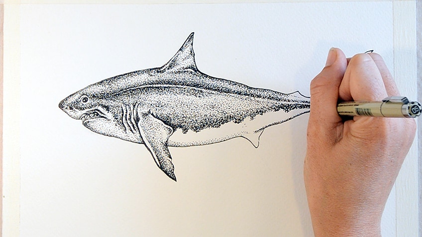 Shark Sketch Step 8