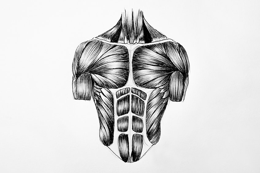 drawing muscles 02