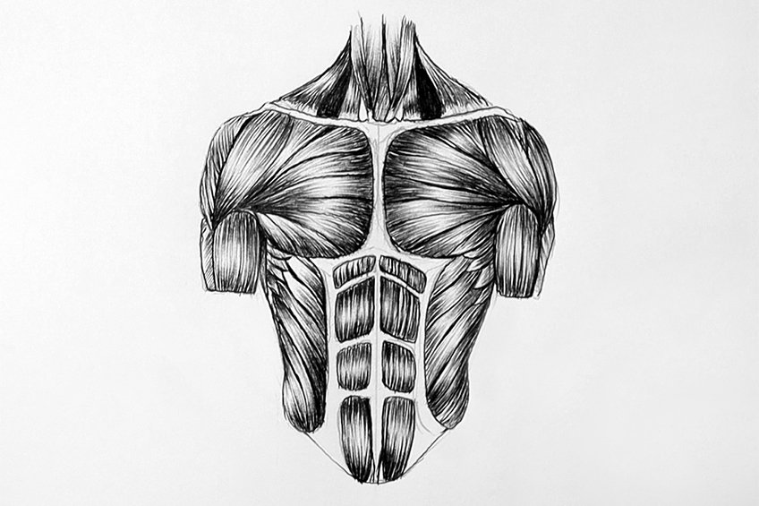 drawing muscles 11